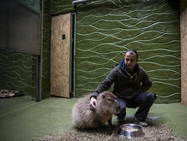 A zoo worker comforts a capybara. Picture: Getty Images