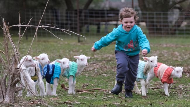 Lamb Care Australia is looking for more foster carers to join the team as the organisation prepares for the busy period. 4-year-old Marta with lambs. Picture: Mark Wilson