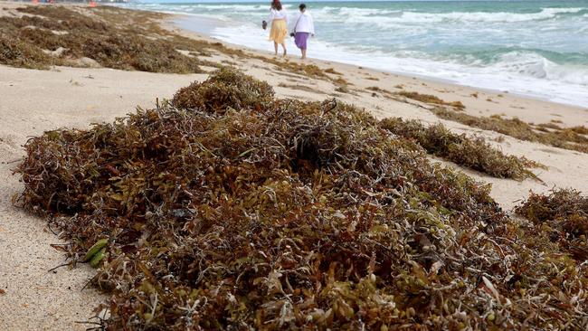 Seaweed can be a valuable resource but its protection as a habitat is also important.