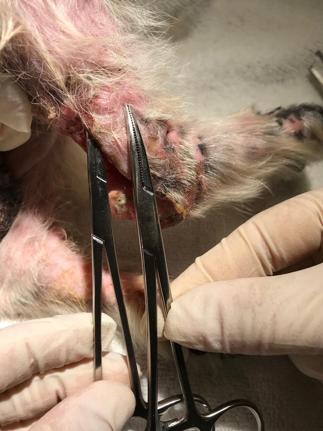 The dog’s injuries were so severe vets were forced to put him down.