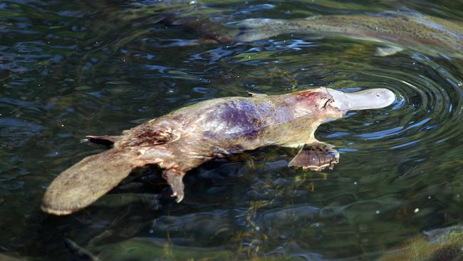 There were six permits issued for the killing of platypuses.