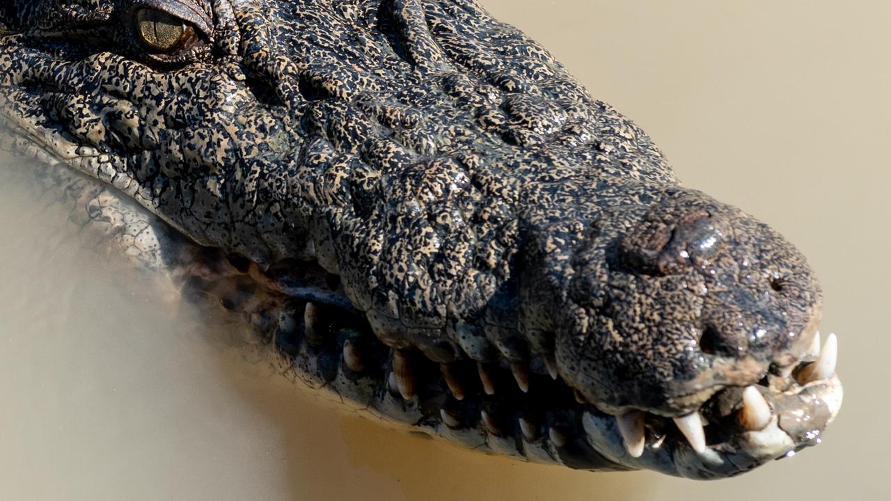 Ancient 'terror crocodile' had teeth the size of bananas - CNET