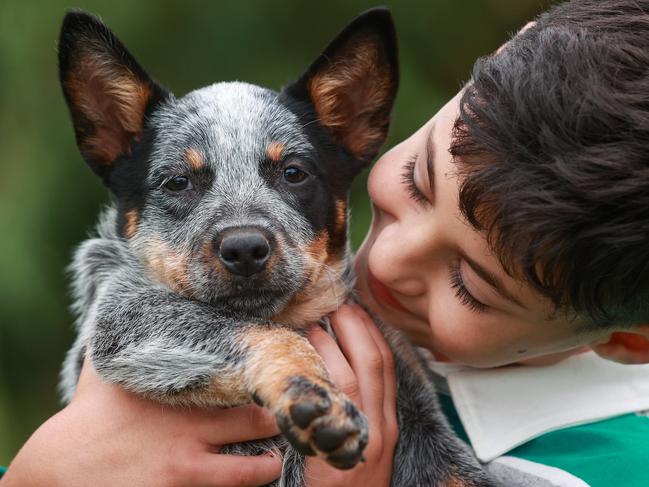 Daily Telegraph. 01, April, 2022.(NSW Cutest Dog story)William Azzopardi, 10, with Jesse, a 9 week oldAustralian red and blue cattle dog, at home at Llandilo Cattle Dogs, Llandilo, today.Picture: Justin Lloyd.