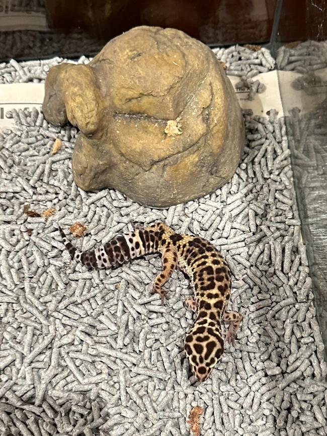 A leopard gecko allegedly seized. Picture: Department of Climate Change, Energy, the Environment and Water.