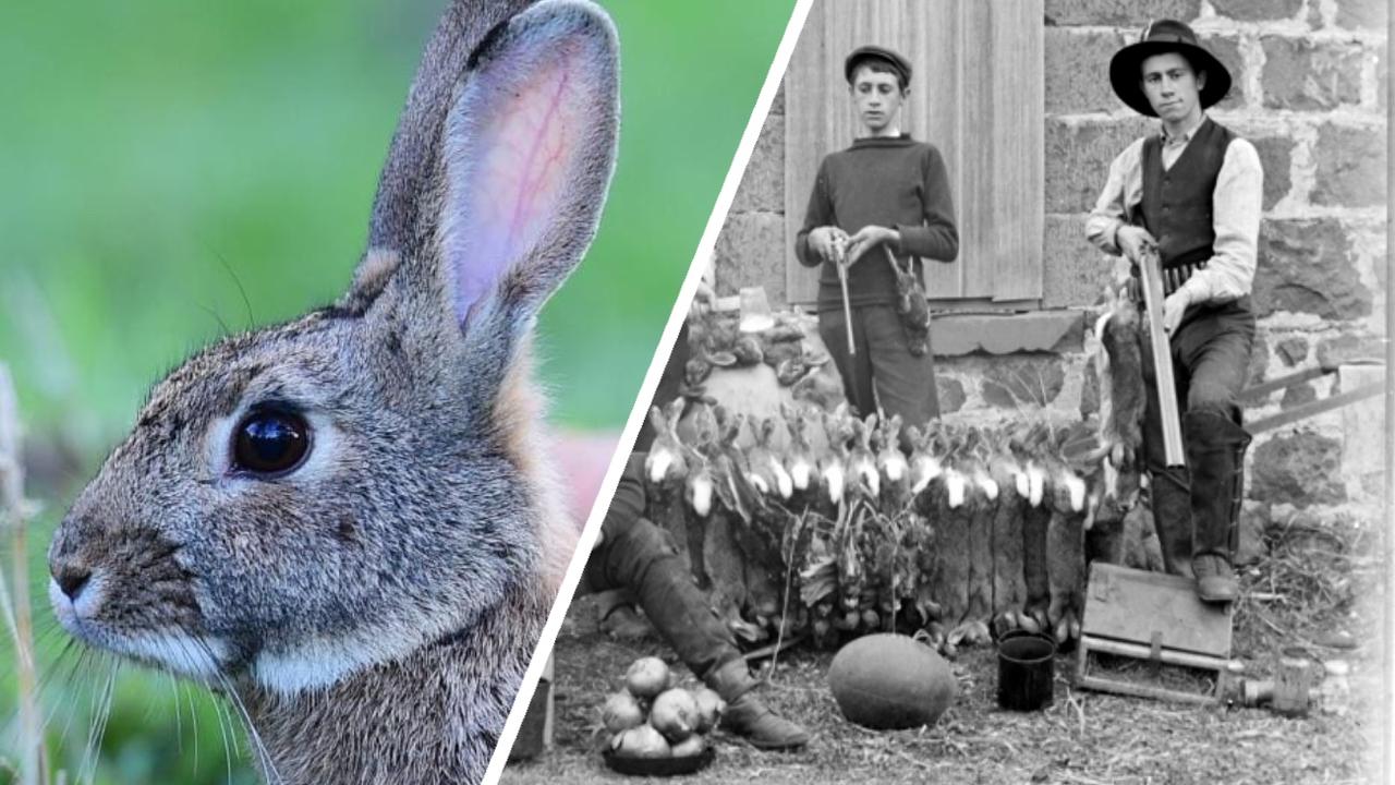 Rabbits store in australia