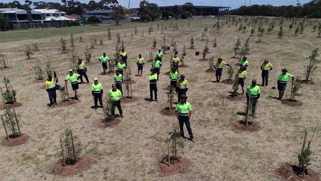 Hundreds of native trees at Grieve Parade Reserve.