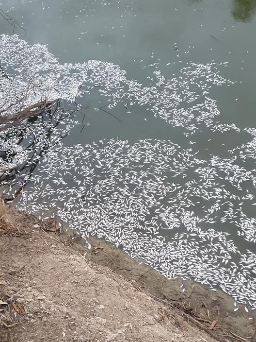 This time hundreds of bony bream floated to the surface. Credit: Phillip Bottrell