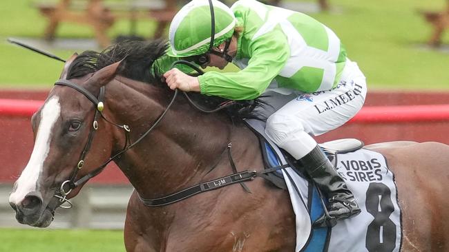 Shesallshenanigans won three of her four autumn starts, earning more than $700,000 in a terrific preparation. Picture: Racing Photos via Getty Images.