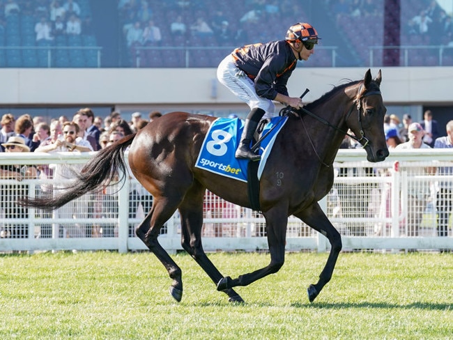 Benedetta on the way to the barriers prior to the running of  the Sportsbet Oakleigh Plate at Caulfield Racecourse on February 24, 2024 in Caulfield, Australia. (Photo by Scott Barbour/Racing Photos via Getty Images)