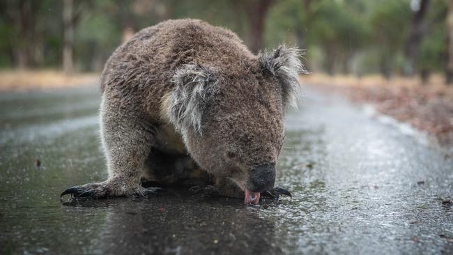 Animals are more likely to be active near water sources. Picture: Brad Fleet