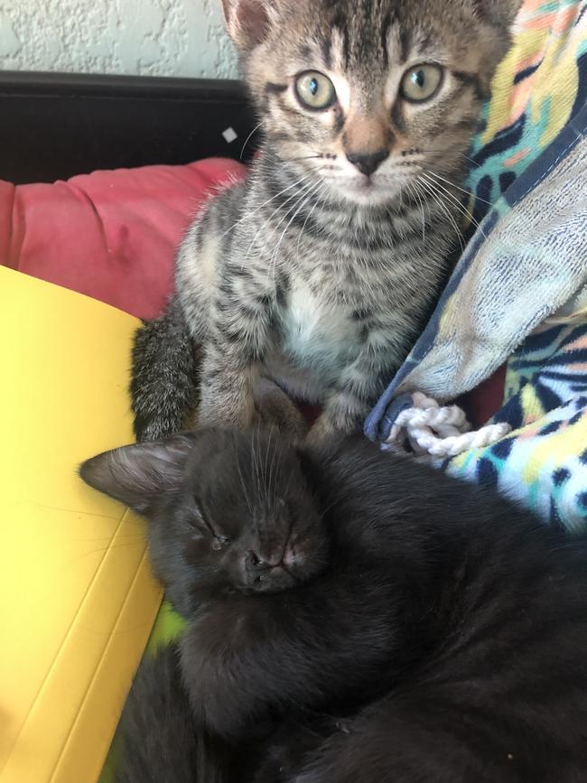 Cheryl and Toby are out 3-month-old kittens. Picture: Kylie Hewitt