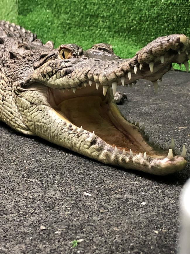 A 1.4m croc was seized from a Doncaster home.