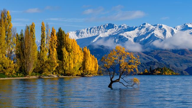 The famous Wanaka tree in New Zealand.