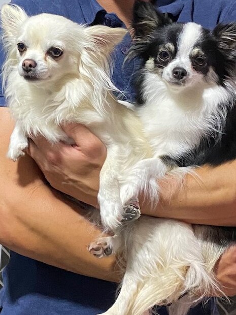 Ms Wannenmacher's chihuahuas, Miki and Gracie, from Kanche Kennels.