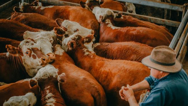 <s1>Taking a break: Small yardings made price trends unclear as cattle sales wound up for the Christmas holiday season. </s1> <source>Picture: Madeleine Stuchbery</source>