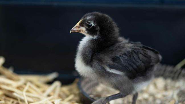 Meet Juliette, Thelma, Harriet and Sweet Pea! Four little Easter chicks looking for a new home.