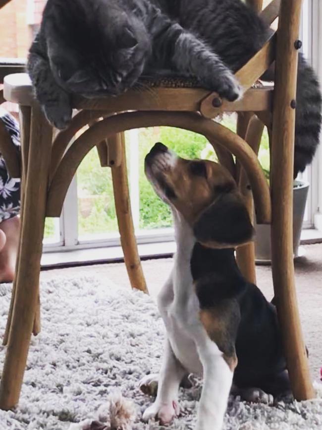 FERGUS & LUCY: Want to be friends? Lucy the 12-week-old beagle introduces herself to Fergus the Scottish fold.