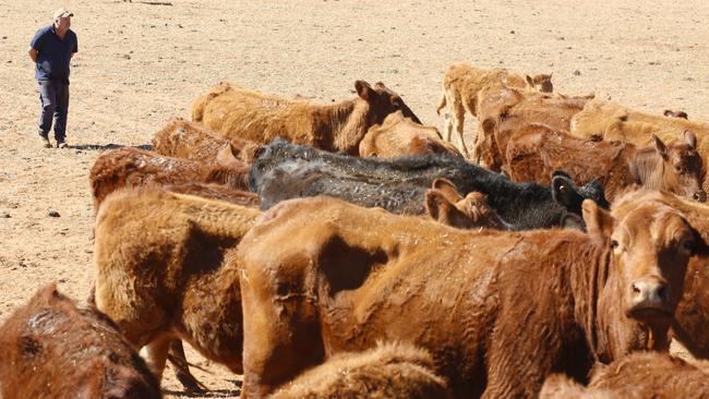 Glenn Henschke on his cattle property in Karawinna South. Picture: Alex Coppel.