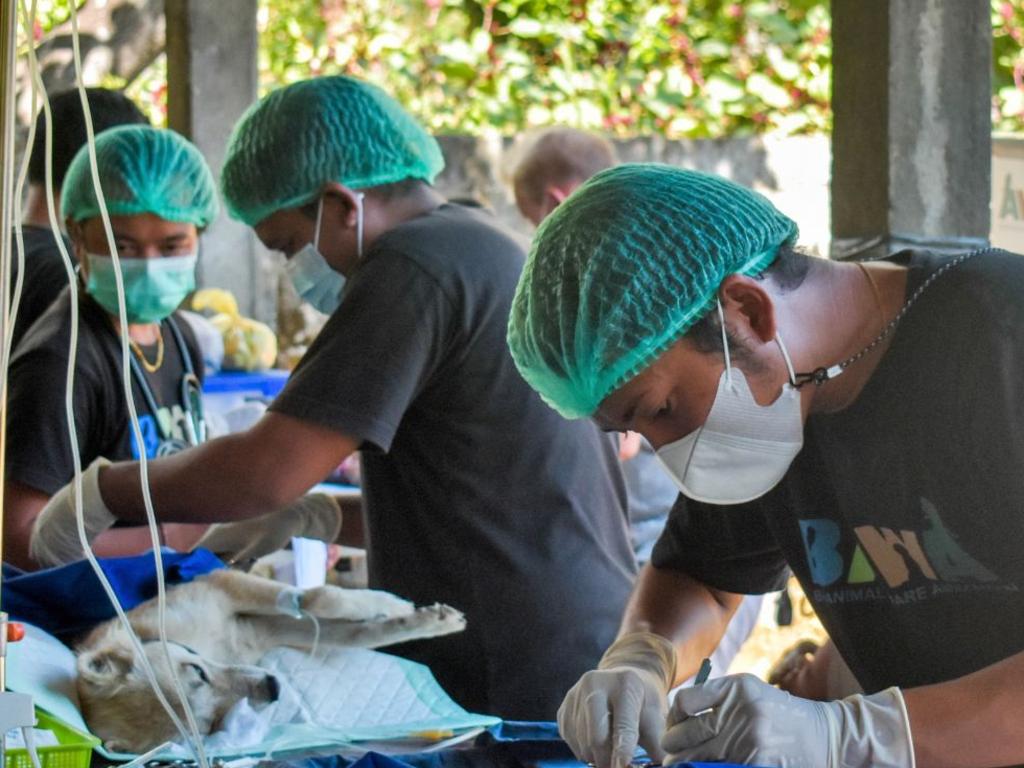 The Bali Animal Welfare group helping with vaccinations. Picture: Instagram