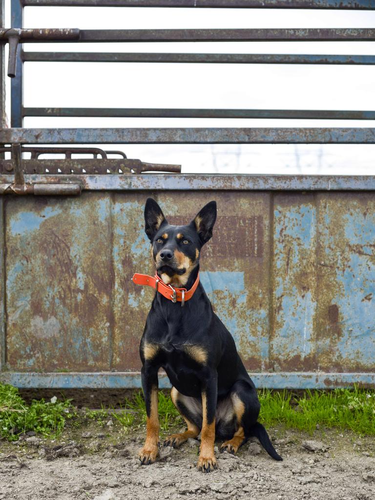 Claire’s Kelpie Pepi. Picture: Dannika Bonser