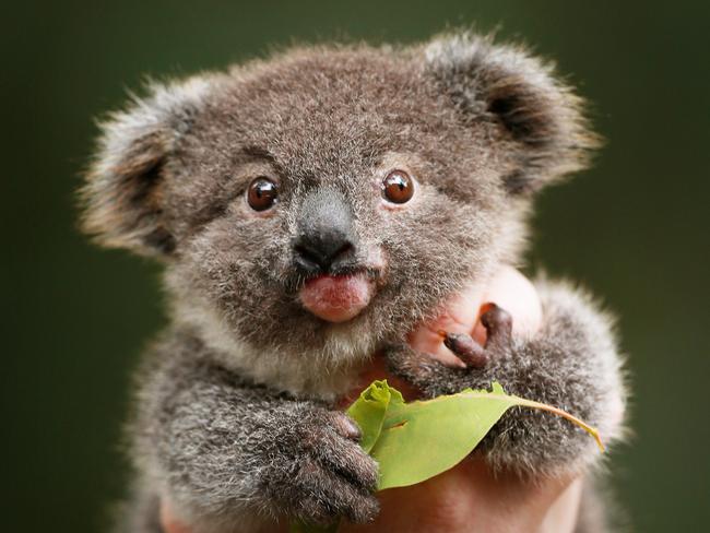 Bizarre: A koala was found dead outside a police station with $50 in its mouth. Picture: Toby Zerna
