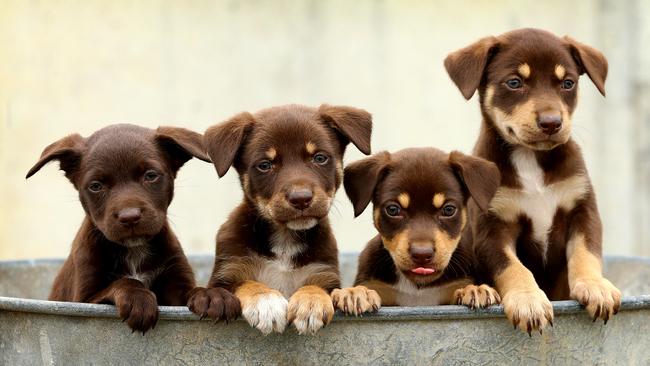 Blue store kelpie puppy