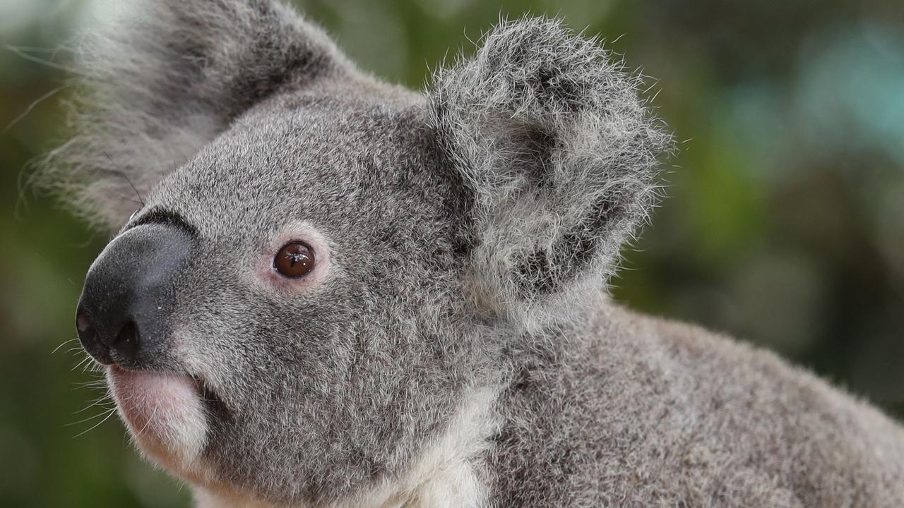 ‘Existential threat’: Fears over SEQ’s koala population | The Courier Mail