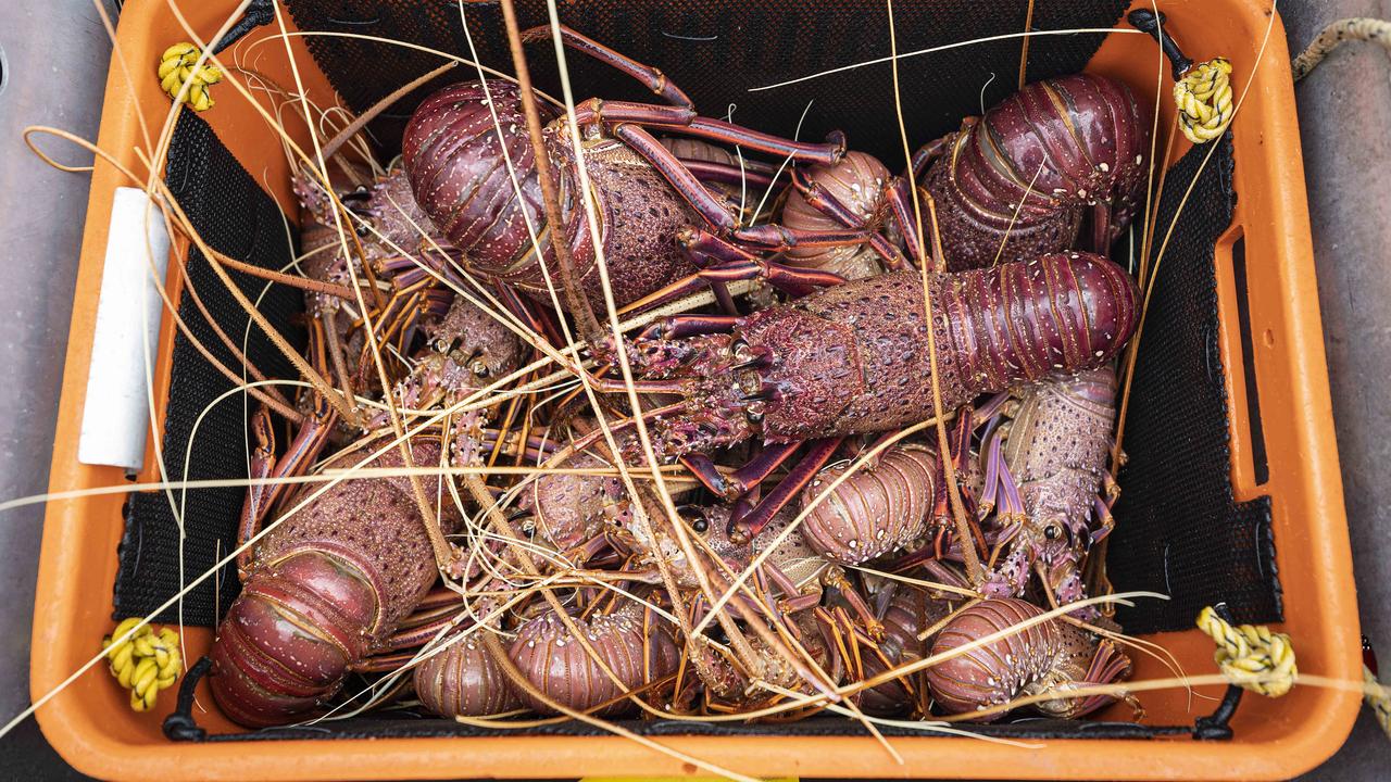 Possible Chinese Trade Thaw Of Tariffs On Australian Lobsters, Pearls ...