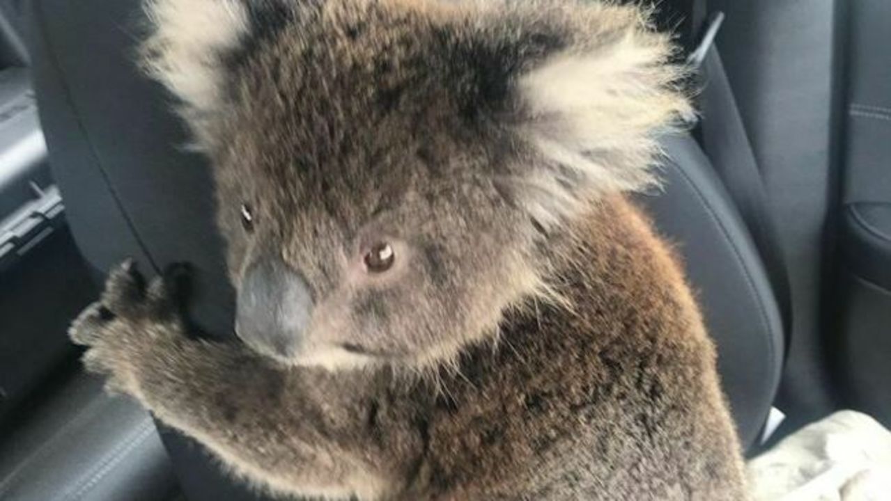 Koala Joey Rescued After Being Found Next to Dead Mum in Fire-Ravaged Kangaroo Island