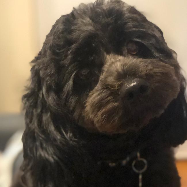 The “is it time for a walk?” face by Monty the black cavoodle from Mt Kuring-Gai. Picture: Deb Eveniss