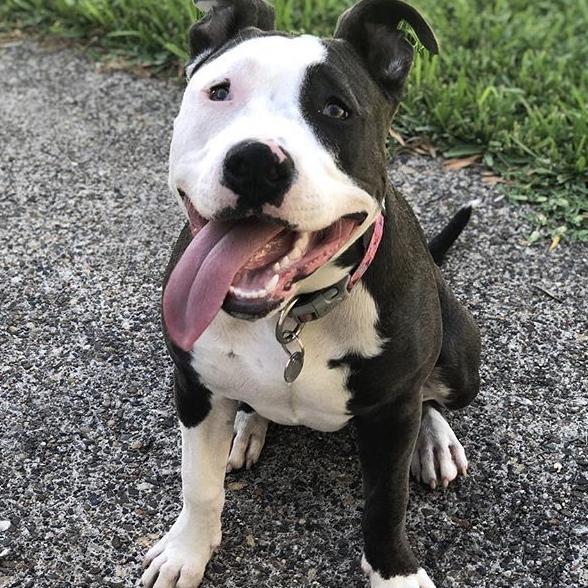 Cali, of Gymea, is all smiles after playing with her favourite toy - a soccer ball. Picture: Bree