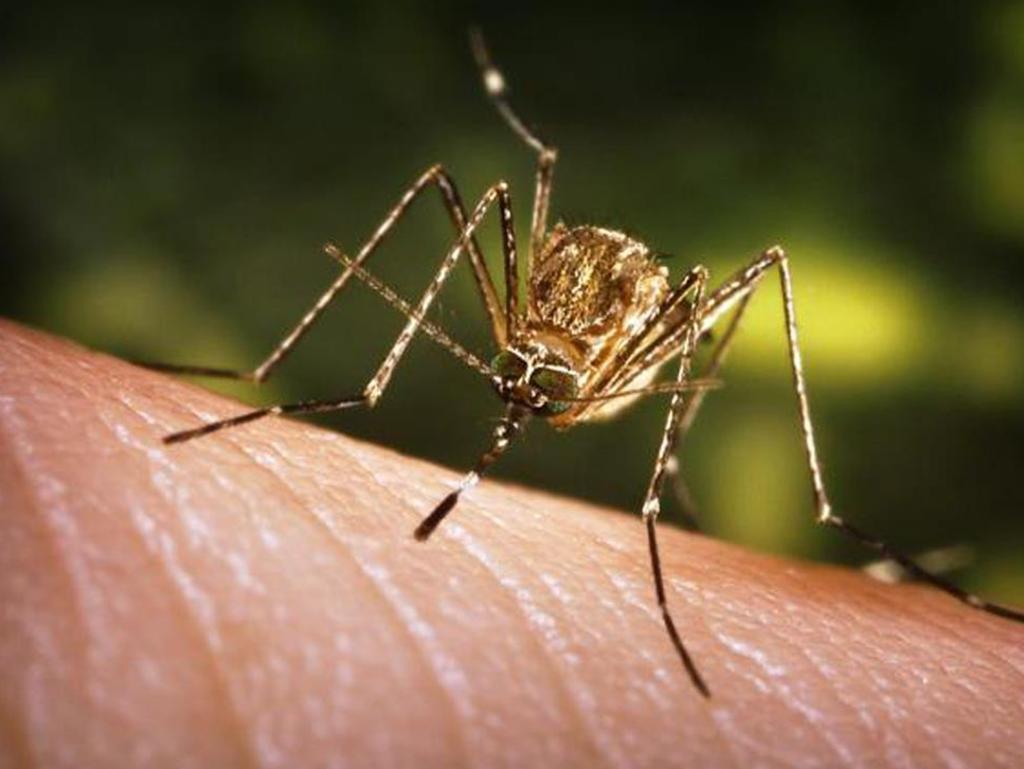 The Japanese encephalitis virus is spread through bites from mosquitoes and is potentially deadly to humans. Picture: WHO