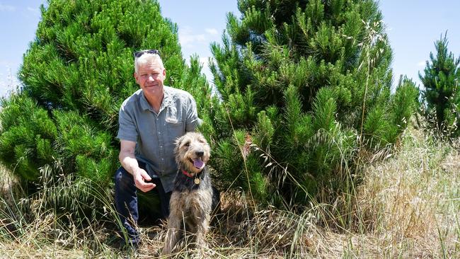 Winemaker Michael Unwin, and his dog Arlo, at Cardigan Christmas Tree Farm. Picture: Rachel Simmonds