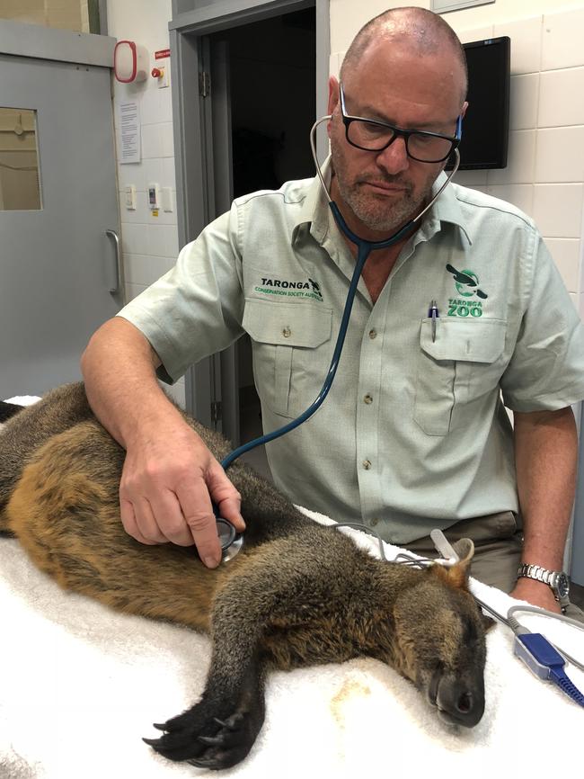 Wallaby who went on bridge adventure