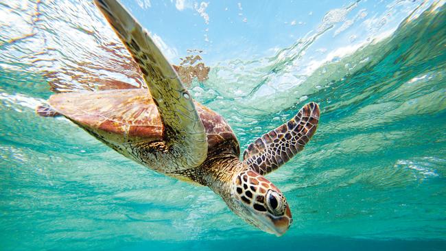 A loggerhead turtle in the ocean off Mon Repos Beach near Bundaberg.