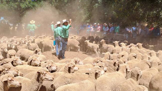 Agents call for bids at today’s Deniliquin store sheep sale.