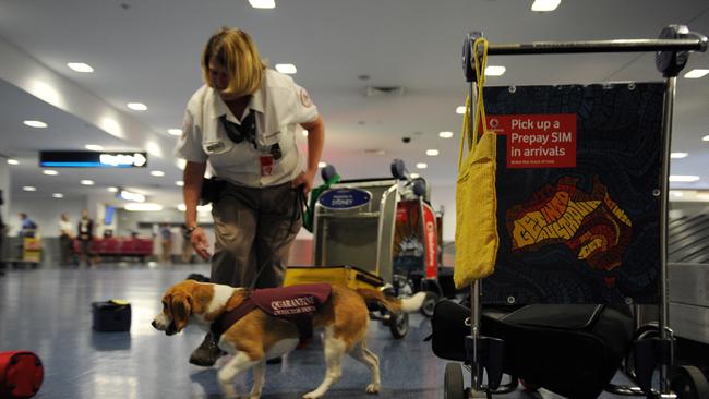 A Quarantine Inspection Service dog sniffs out fruit and other prohibited items at Sydney International Airport.