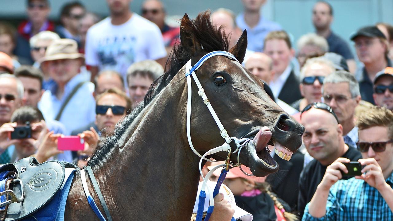 Black Caviar walking around the mounting yard before her exhibition gallop at Caulfield Racecourse on February 2, 2013. Photo by Vince Caligiuri/Getty Images