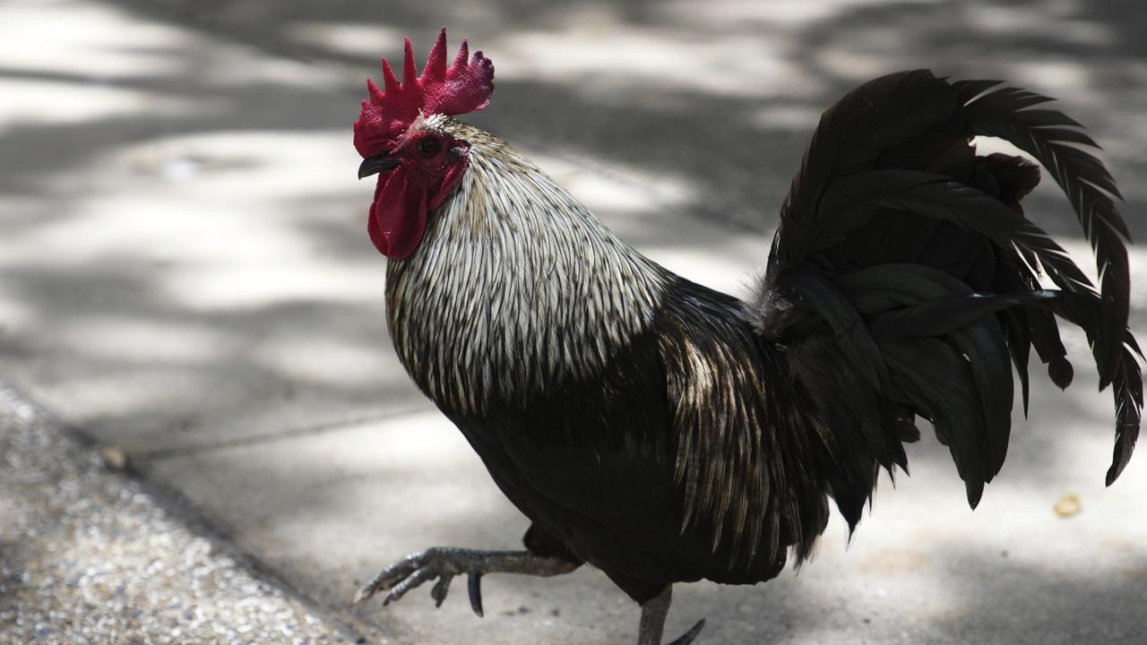 Is a rooster cooped up in Geelong CBD?