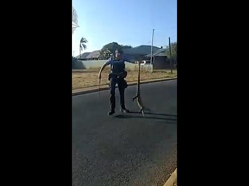 Angry goanna arrested by Western Australia Police