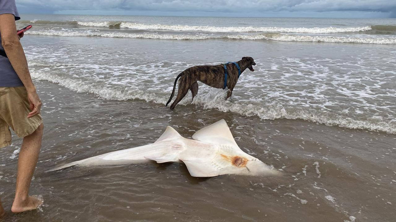 A rarely seen marine species, the Bottlenose Wedgefish (Rhynchobatus australiae), was recently discovered stranded on Casuarina Beach at Casuarina Coastal Reserve. Picture: Supplied.