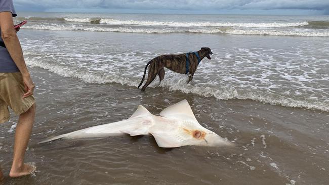 A rarely seen marine species, the Bottlenose Wedgefish (Rhynchobatus australiae), was recently discovered stranded on Casuarina Beach at Casuarina Coastal Reserve. Picture: Supplied.