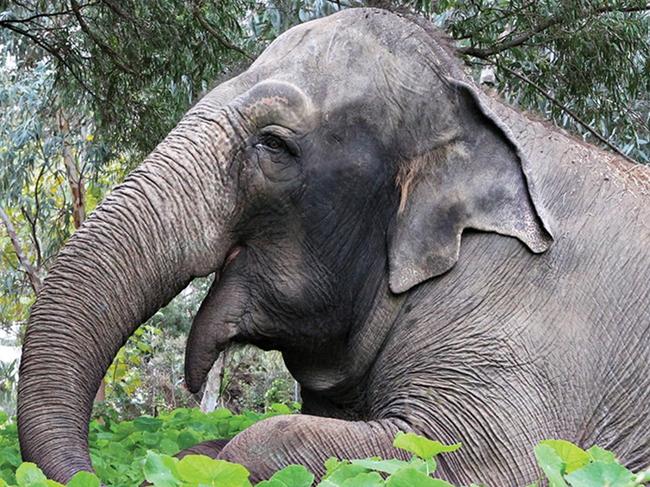 Tricia the elephant featured on the facebook page of Perth Zoo. The entire state of Western Australia is in mourning following the death of Perth Zoo matriarch Tricia the elephant. picture: Facebook