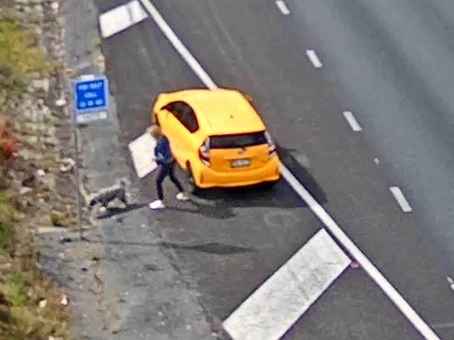 A motorist alights from their dangerously parked vehicle with their dog. Picture: Transurban