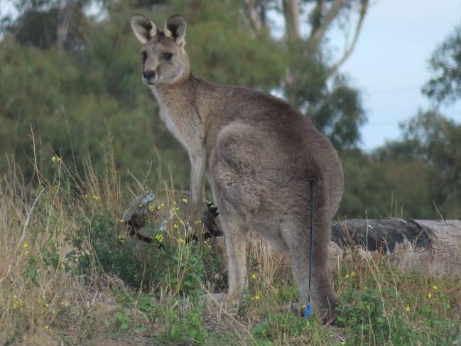 The kangaroo was found suffering with an arrow lodged in his back.