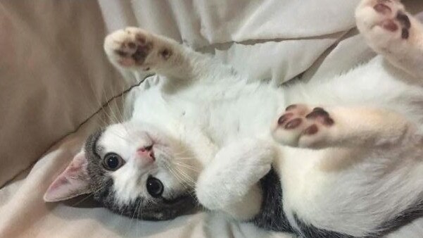 3-month-old Hank loves lounging around. Picture: Alicia