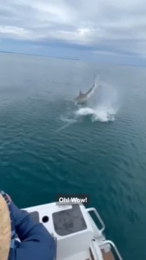 Dramatic moment bull shark tries taking fisherman's catch