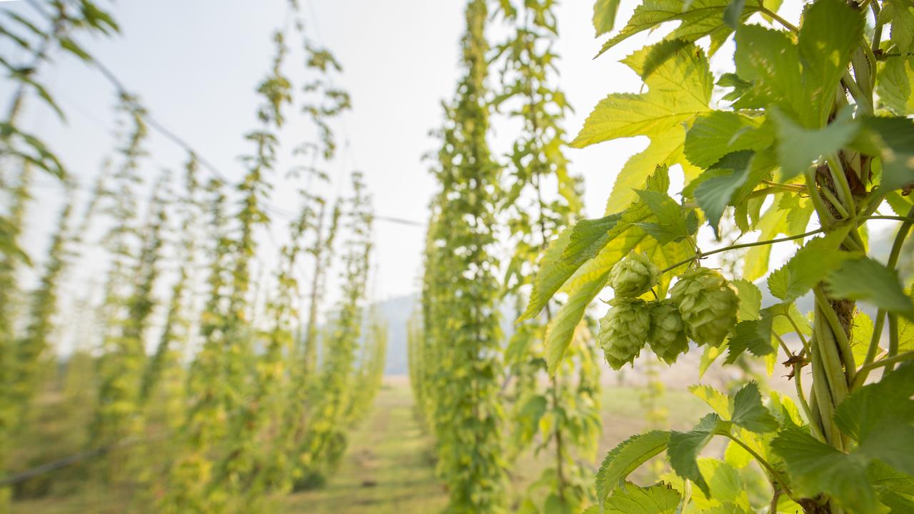 The crop nearly ready for harvest, pictured in February. Picture: Zoe Phillips