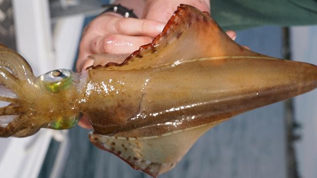 Two men have been arrested for illegally fishing calamari squid in Port Phillip Bay.