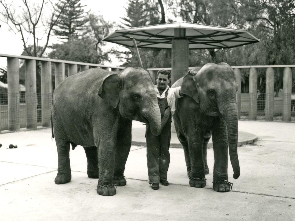 Tricia arrived in Perth in 1963. She is pictured above as a youngster in 1965 alongside another elephant, Tanya.